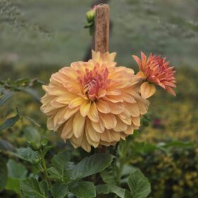 617352911_122212122236310500_7911204722455442184_n