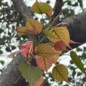 646386911_937805008613222_4756430068079549434_n